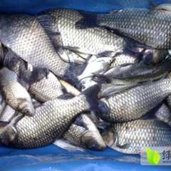 湖北黄冈蕲春野生鲫鱼批发大别山特产