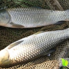 湖北黄冈蕲春野生草鱼批发大别山特产