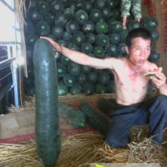 2014博白冬瓜今年价格有看点