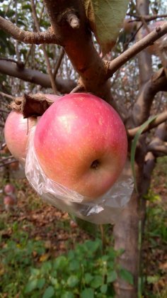 2014年陕西大荔红苹果价格