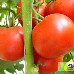 费县西红柿逐渐升温,山东宋守刚诚信合作