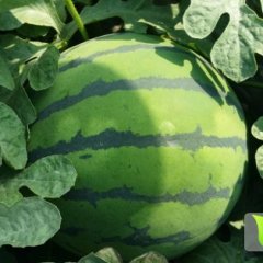 供应盈欣西瓜种子