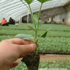 青州西瓜种子、西瓜嫁接苗火热上市,宋天河诚信