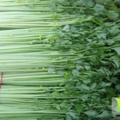 2015东昌府芹菜大量供应