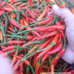 2014耿马辣椒俏销大江南北