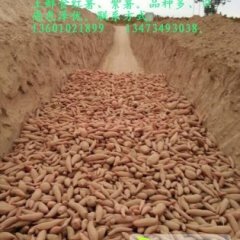 2014威县红薯今年价格有看点