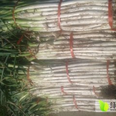 2014章丘大葱抓住商机无限