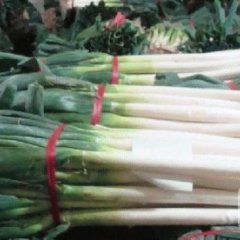 山东费县大量供应 铁杆大葱 净葱 白长