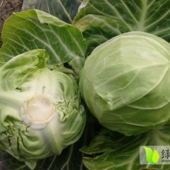 本地旺旺甘蓝大量上市 质量优秀.可打各种包装
