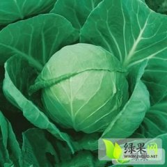 新野新野小詹11月中甘21甘蓝