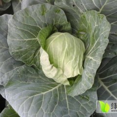 钟祥旧口王立夏11月旺旺米亚罗甘蓝