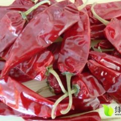 2014凌海辣椒收购工作全面开展