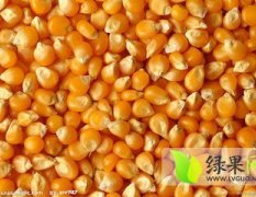 山西应县先玉335玉米价格行情平稳