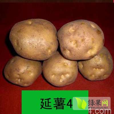 2014年吉林公主岭延薯四号价格