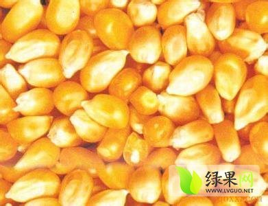 2014年内蒙古鄂托克前旗先玉335玉米价格
