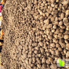 静宁灵芝吴建伟11月意点红土豆