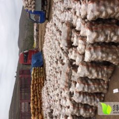 静宁灵芝吴建伟11月一点红土豆