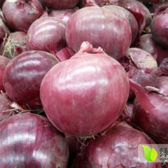 白云江南李先生11月红皮洋葱