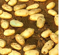 静宁土豆欢迎合作,曹务刘轲诚信合作