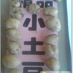 山东滕州荷兰十五小土豆