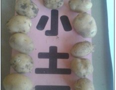山东滕州荷兰十五小土豆