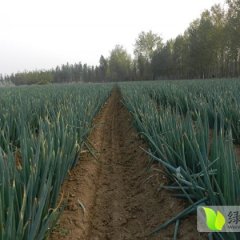 山东肥城铁杆大葱著名品种