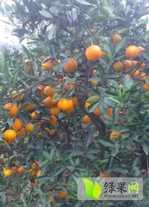 2014年湖北秭归秭归脐橙价格