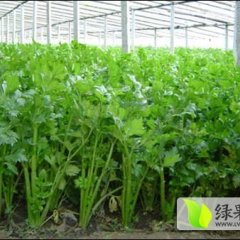河南通许美国西芹芹菜名优产品