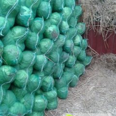 2015钟祥甘蓝再不来就没机会了！