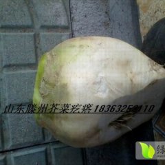 2014滕州芥菜今年价格有看点