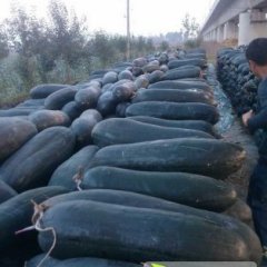 河南临颍黑皮子弹头吊瓜