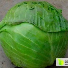 嘉鱼潘家叶涛10月中甘21甘蓝