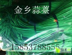 代收……代存金乡蒜苔…出租冷库…可配资
