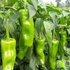 山东莘县青椒辣椒价格适宜