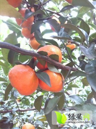 2015年广西柳州特优农家肥种植价格
