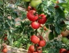 岱岳西红柿假一赔十,范镇李永军诚信合作