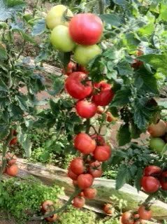 岱岳西红柿假一赔十,范镇李永军诚信合作