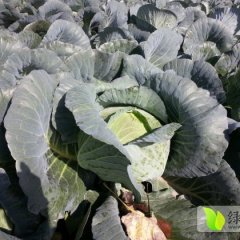 嘉鱼甘蓝价格行情平稳,牌州谢彪诚信合作