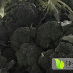2014汉南菜花今年价格有看点