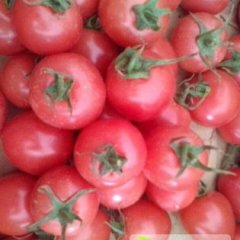 辽宁沈阳西红柿名扬天下