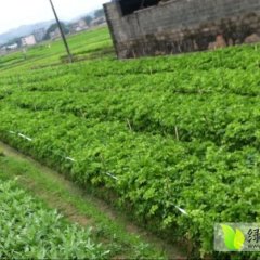 2014博白芹菜走过路过不要错过