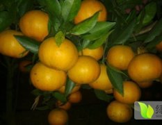江洲绿果吴建武12月双味蜜橙柑橘