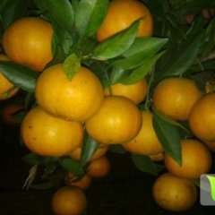 江洲绿果吴建武12月双味蜜橙柑橘