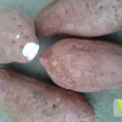 雁江临江赵小龙8月徐薯18号红薯