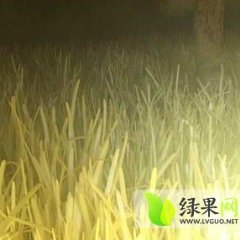 丰县金陵杨端祥12月韭黄其他蔬菜