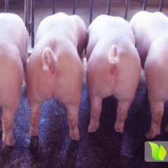 莒南小店刘凯1月三元仔猪