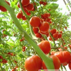 2014平原西红柿钱多人傻速来抢购