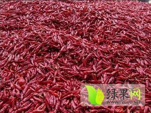 清丰六塔邵照明12月新一代朝天椒辣椒