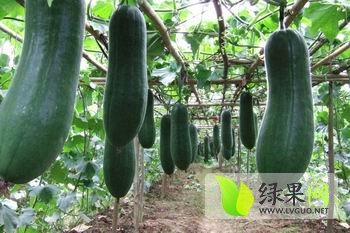 2014玉州冬瓜抓住商机无限