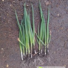 北林兰西王海波12月小葱大葱